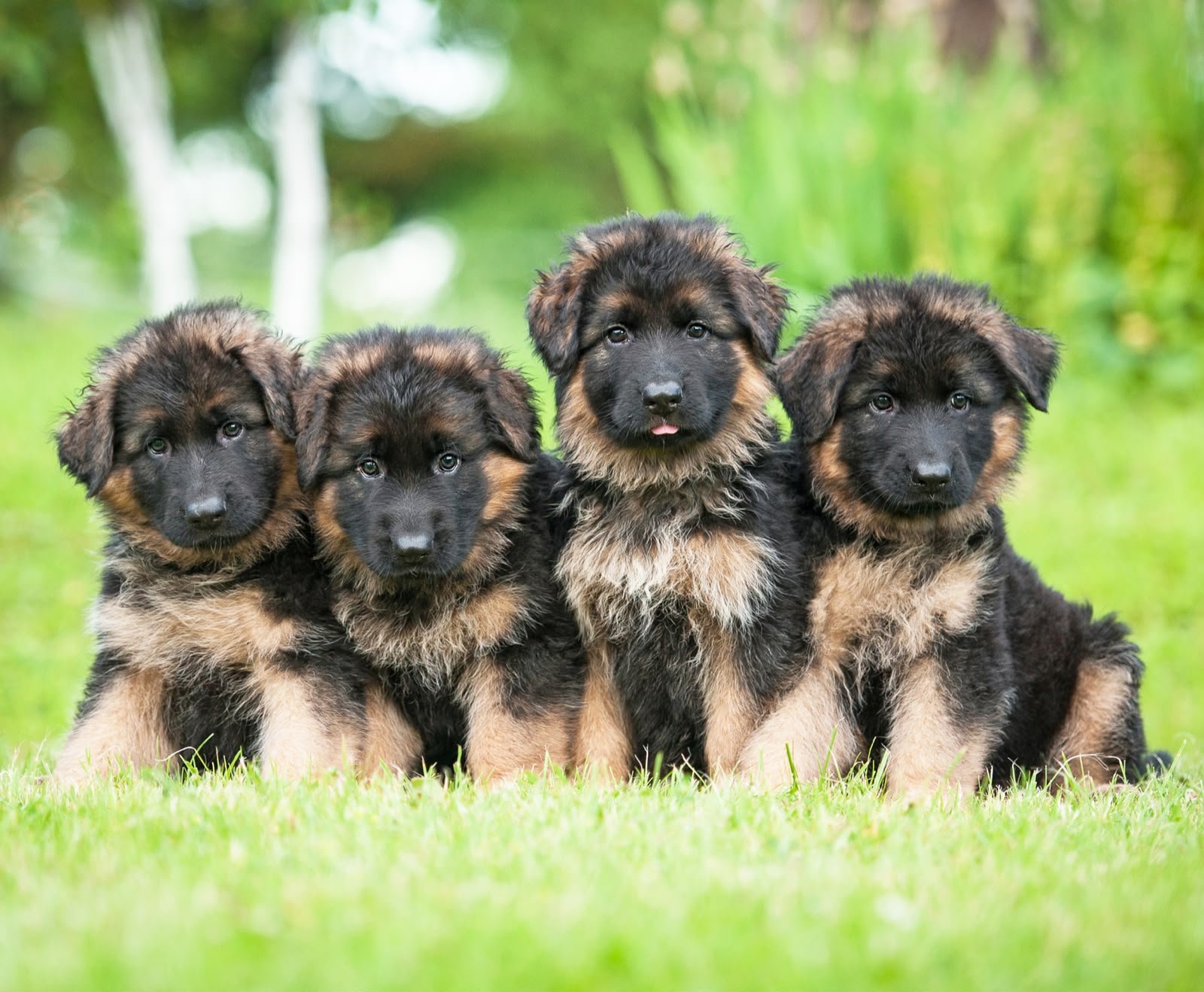 German Shepherd angle 4